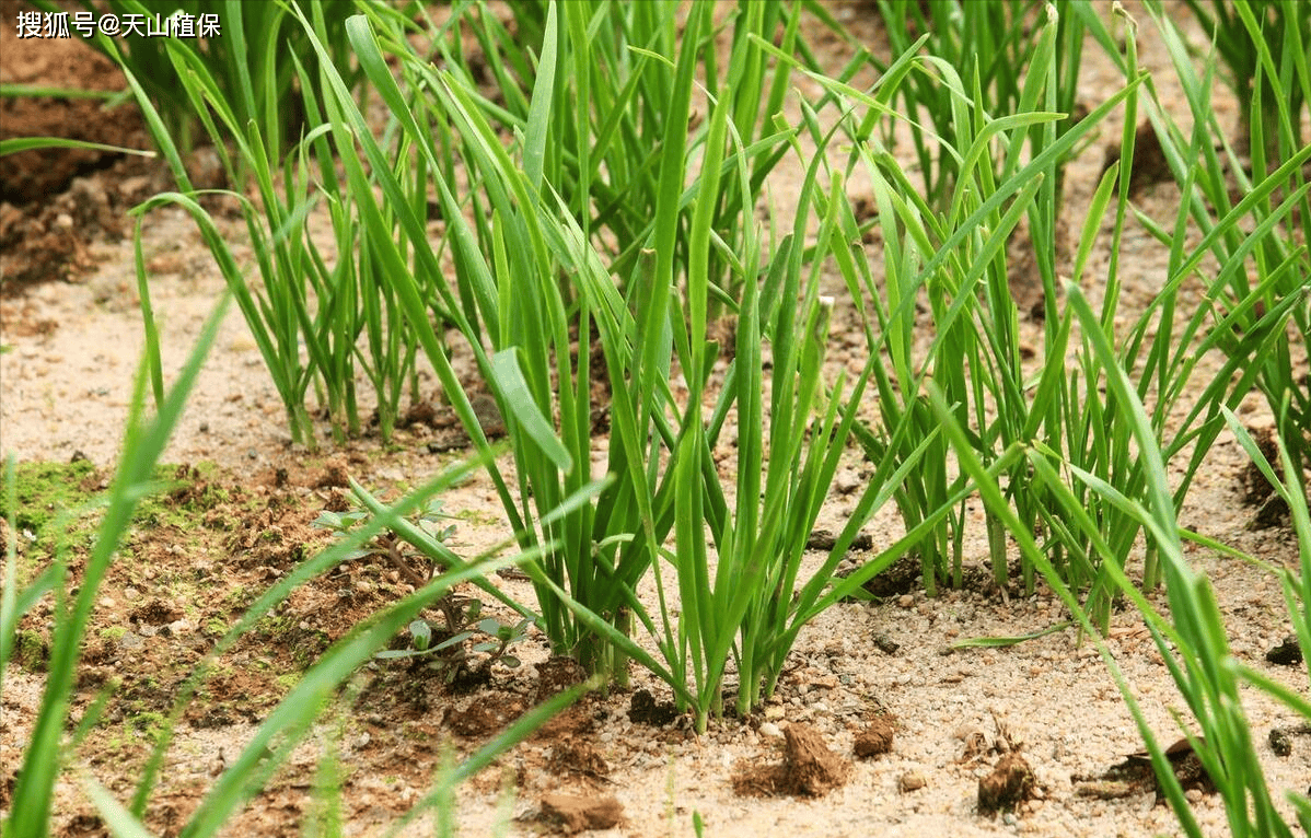 韭菜与小麦的区别