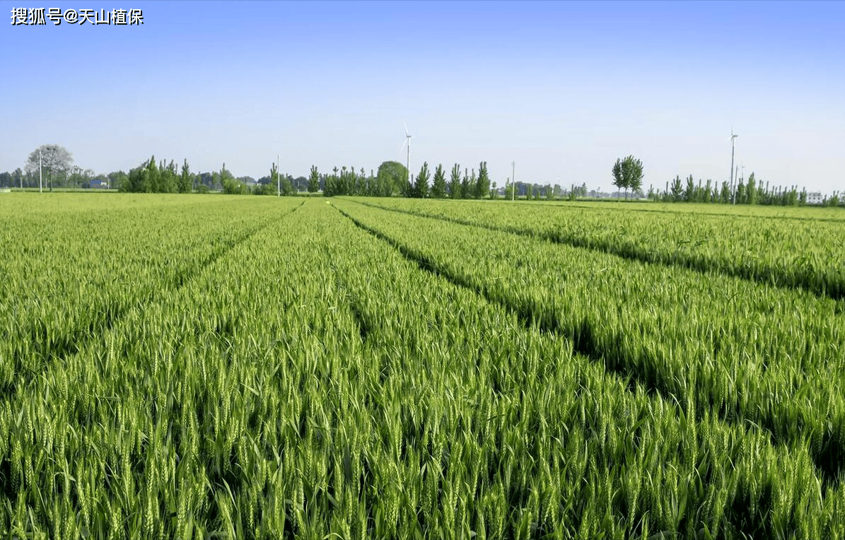 韭菜与小麦的区别