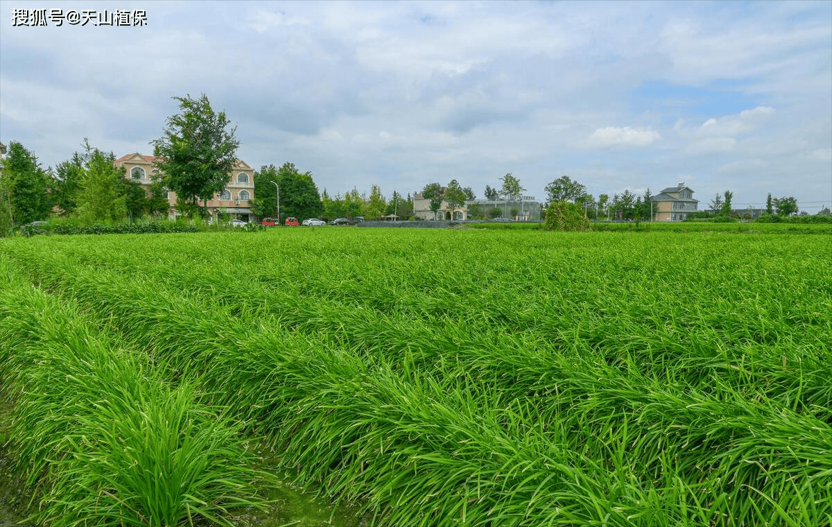 韭菜与小麦的区别