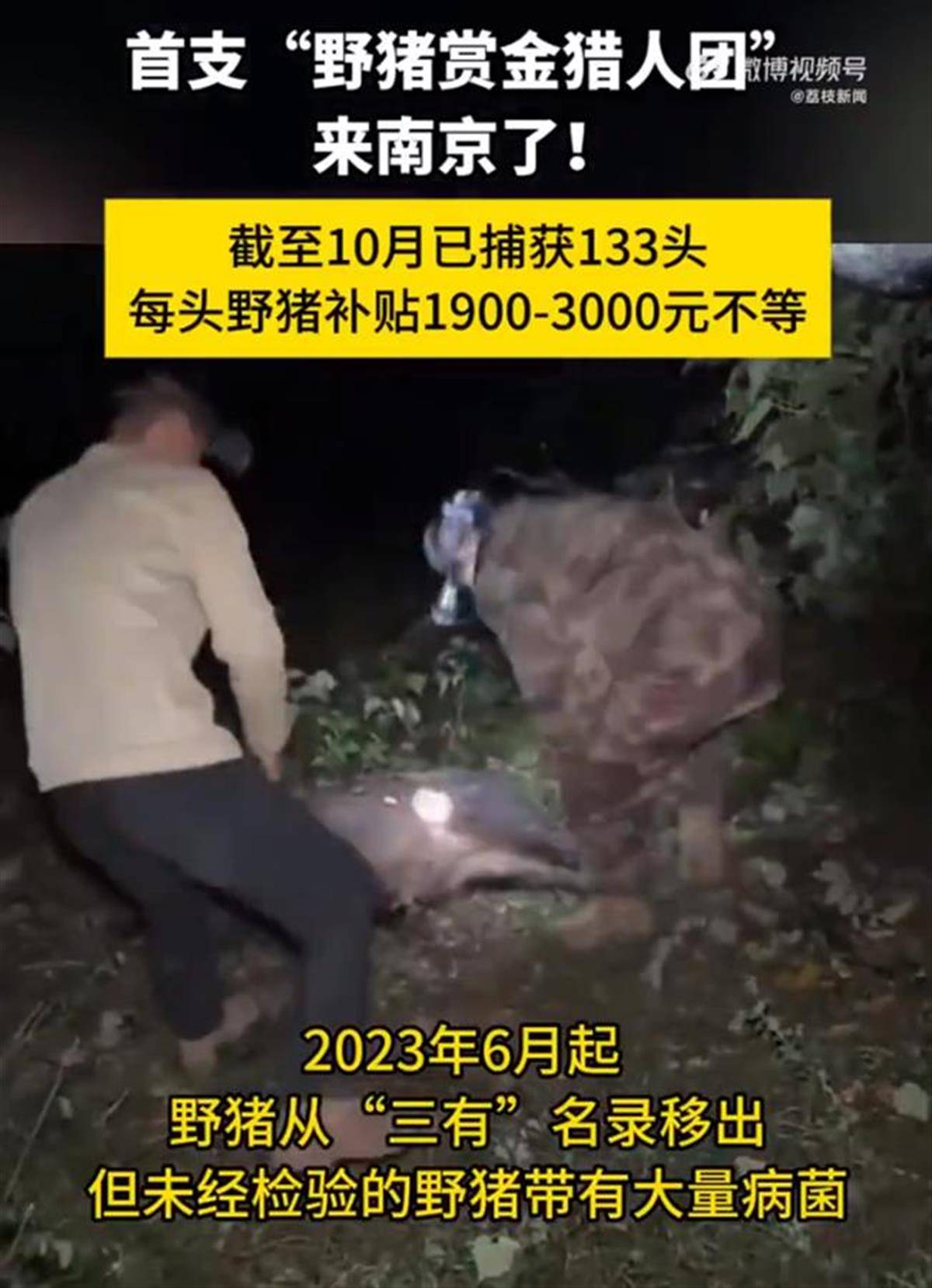 赏金猎人团已在南京捕获133头野猪，还差67头才能拿到每头二三千元补贴，他们真的很赚钱？