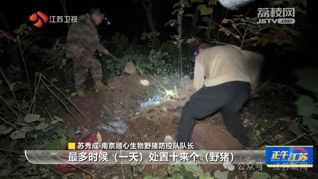 300斤大野猪被迅速捕猎！南京老山里有一队“野猪赏金猎人”